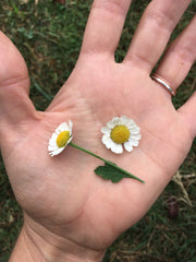 electroformed recycled copper feverfew earrings simple wealth art made in usa